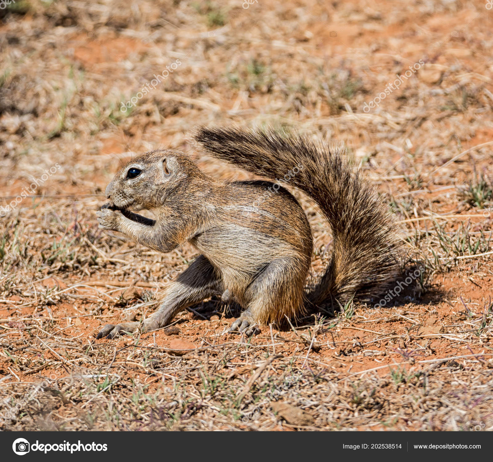 Afrikansk Jordekorn Som Sanker Mat Gressland Sør Afrika – stockfoto © Binty  #202538514, image size:1600x1500