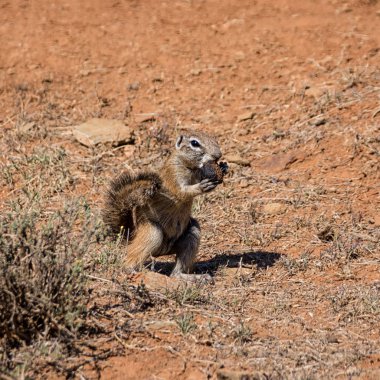 ve Afrika yere gübre içinde Güney Afrika savana yeme sincap yakın çekim