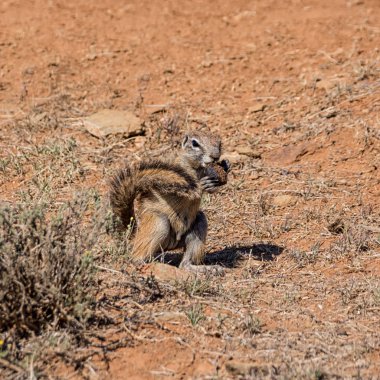 ve Afrika yere gübre içinde Güney Afrika savana yeme sincap yakın çekim
