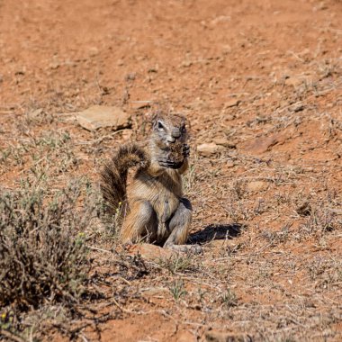 Gübre içinde Güney Afrika savana yeme Afrika zemin sincap