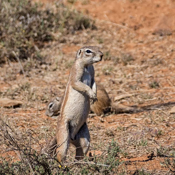 Écureuil Terrestre Africain Debout Sur Sable Dans Savane Afrique Australe — Photo