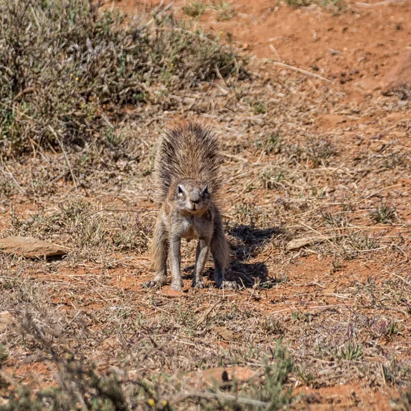 angry African Ground Squirrel in Southern African savanna