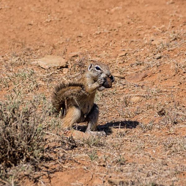 Primo Piano Dello Scoiattolo Africano Che Mangia Sterco Nella Savana — Foto Stock