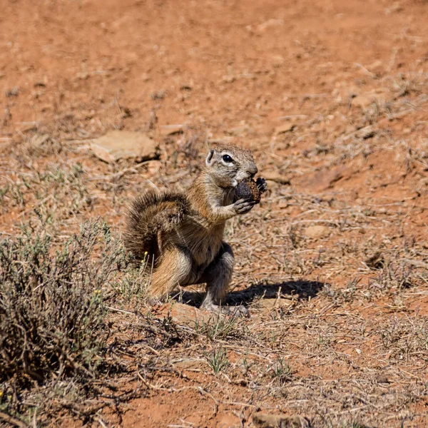 非洲地面松鼠在南部非洲稀树草原上吃粪的特写 — 图库照片