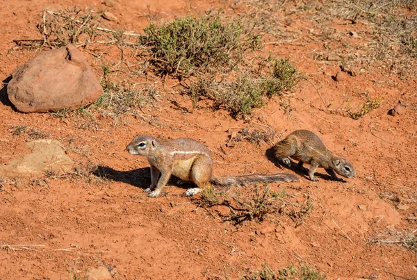 南部アフリカのサバンナでアフリカの地上リス — ストック写真