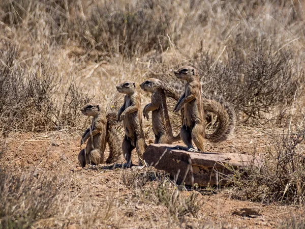 family of African Ground Squirrels in Southern African savanna