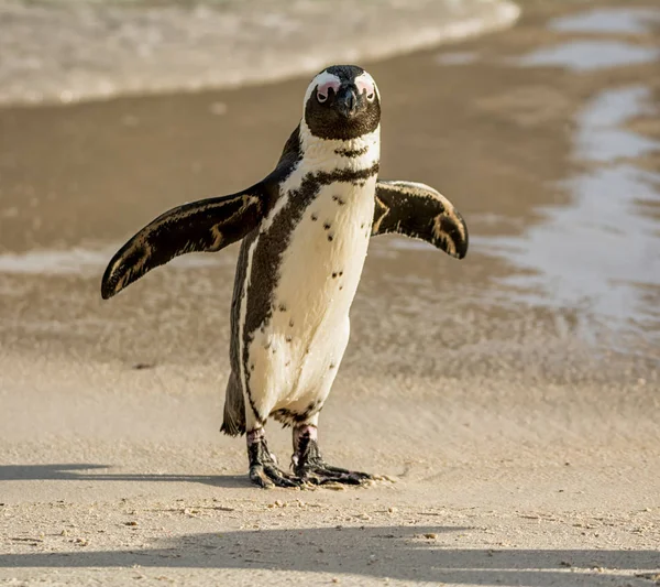 Afrikanska Penguin Strand Södra Afrika Dagtid — Stockfoto