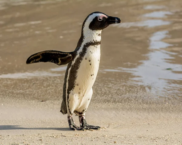 Afrikanska Penguin Strand Södra Afrika Dagtid — Stockfoto