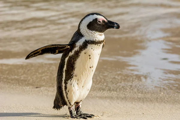 Afrikanska Penguin Strand Södra Afrika Dagtid — Stockfoto