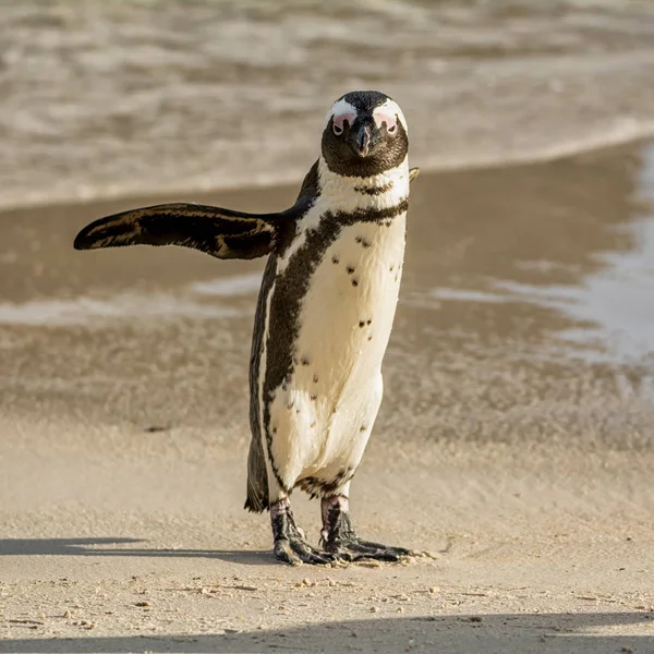 Afrikanska Penguin Strand Södra Afrika Dagtid — Stockfoto