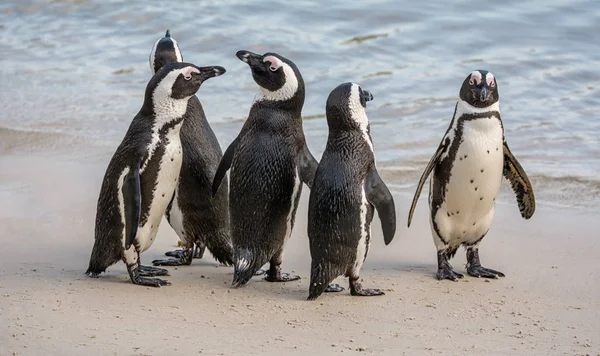 Afrika penguenler Güney Afrika'da plajda Grup