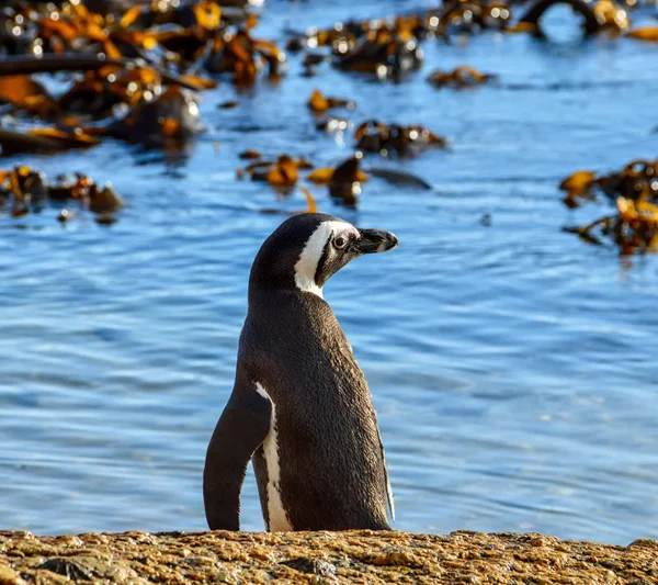 Afrikanska Penguin Strand Södra Afrika Dagtid — Stockfoto