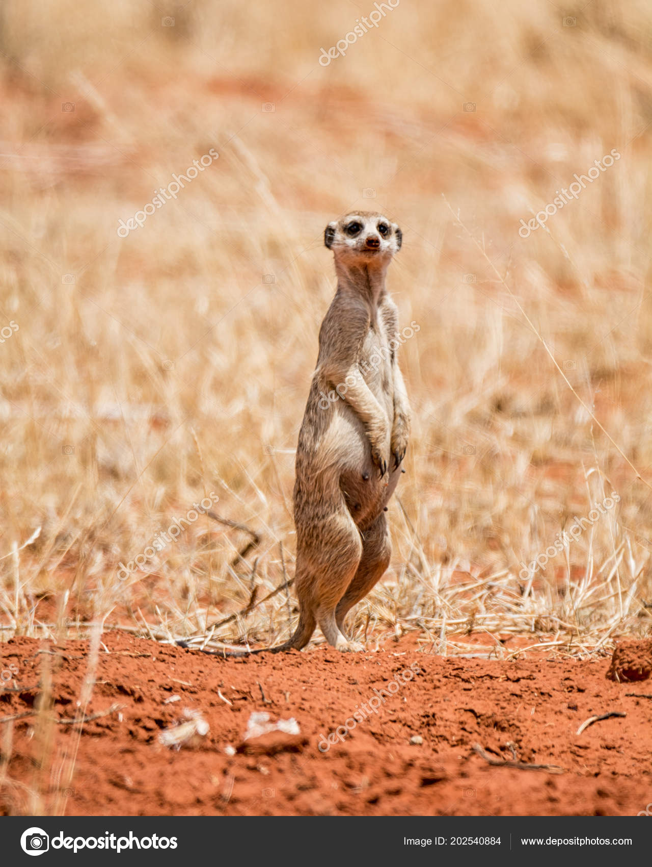 Female Meerkat Standing Guard Burrow Southern African Savanna Stock Photo by ©Binty 202540884 Female Meerkat Standing Guard Burrow Southern African Savanna Stock Photo by ©Binty 202540884