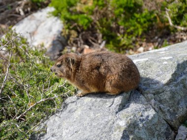 Rock rock Güney Afrika'da yatan bir Dassie olarak bilinen yaban faresi,