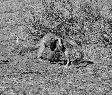 gündüz oynayan genç Afrika zemin sincap tek renkli fotoğraf