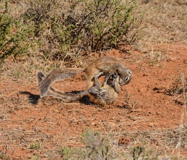 Genç Afrika zemin sincap oynarken 