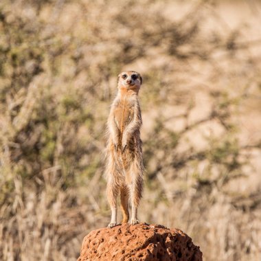 Termitler höyüğün Güney Afrika savana yiyecek arama aile süre Meerkat ayakta