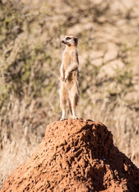 Termitler höyüğün Güney Afrika savana yiyecek arama aile süre Meerkat ayakta