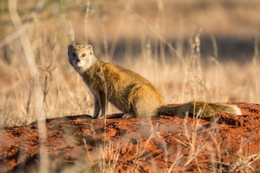 Termit Güney Afrika savana içinde oturan sarı Firavun faresi