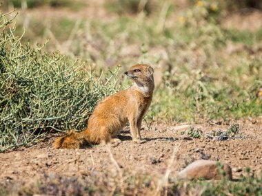 Güney Afrika savana kuma oturan Firavun faresi