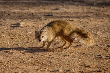 Güney Afrika savana içinde sarı Firavun faresi