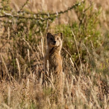 Firavun faresi ayakta dik içinde Güney Afrika savana çim