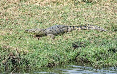Nil timsahı Namibya savana Nehri yakınında çimenlerin üzerinde dinlenme
