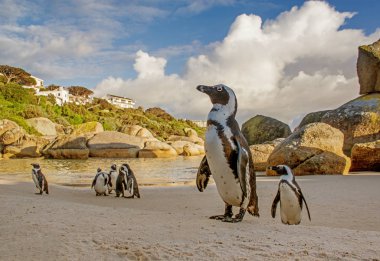Afrika penguenler Güney Afrika'da plajda Grup