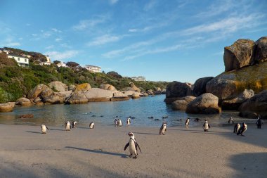 Görünüm Afrika penguenler Colony Beach, Güney Afrika