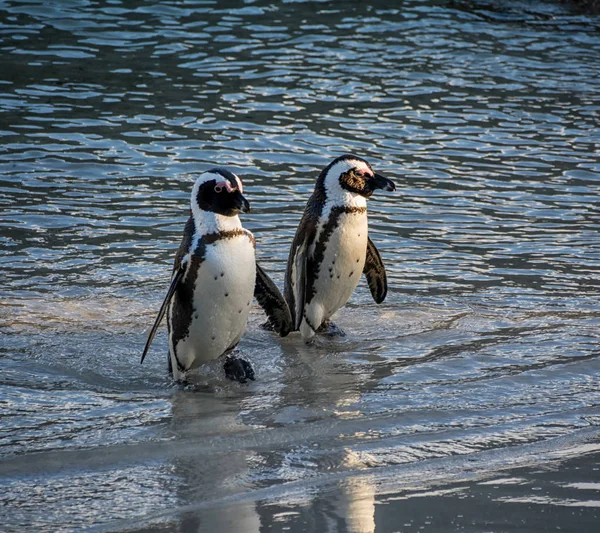 African Penguins Standing Coast Southern Africa — Stock Photo, Image