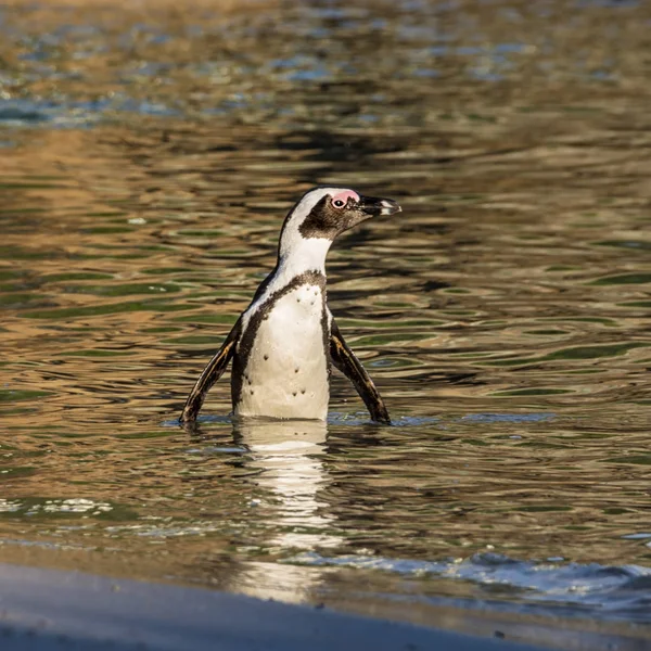 African Penguin standing in water on Southern African coast