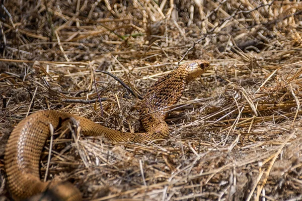 Cape Cobra Grass Southern African Savanna — Stock Photo, Image
