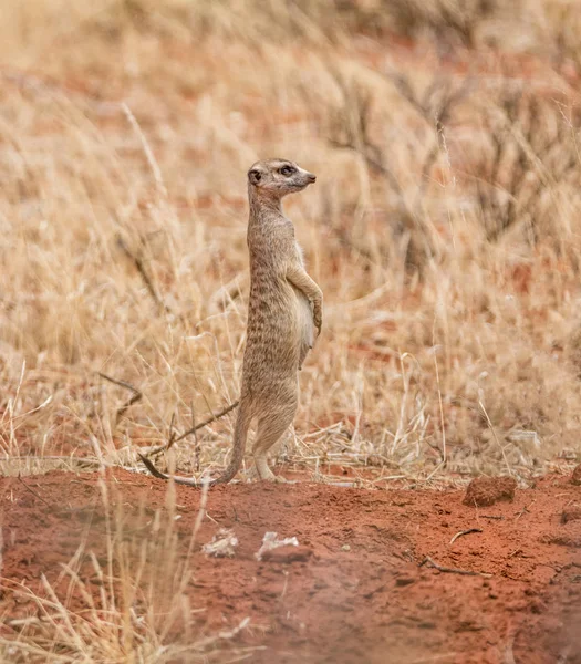 Meerkat Femelle Debout Garde Près Terrier Dans Savane Afrique Australe — Photo