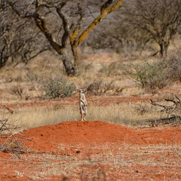 在南部非洲稀树草原附近的洞穴中的雌性猫鼬站岗 — 图库照片