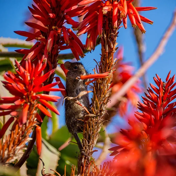 Four Striped Grass Mouse Feeding Red Aloe Plant Blue Sky — Stock Photo, Image