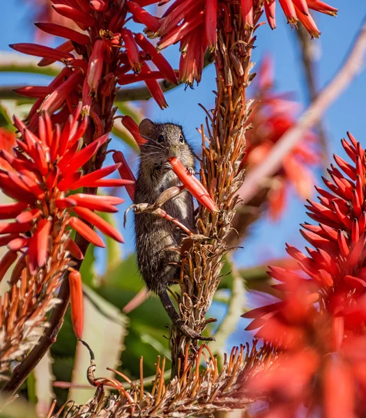 Four Striped Grass Mouse Feeding Red Aloe Plant Blue Sky — Stock Photo, Image