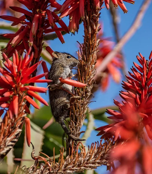 Four Striped Grass Mouse Feeding Red Aloe Plant Blue Sky — Stock Photo, Image