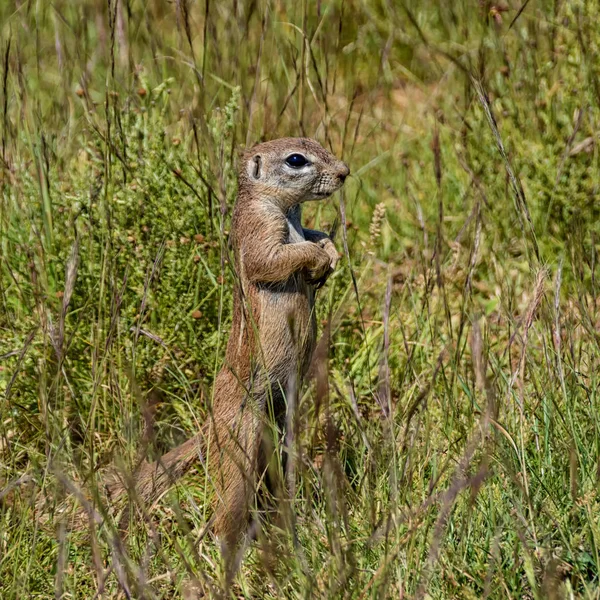 African Ground Squirrel in grass in Southern African savanna
