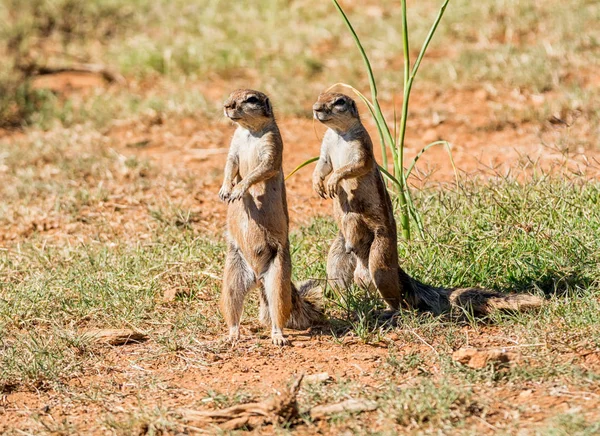 Écureuils Terrestres Africains Dans Savane Afrique Australe — Photo