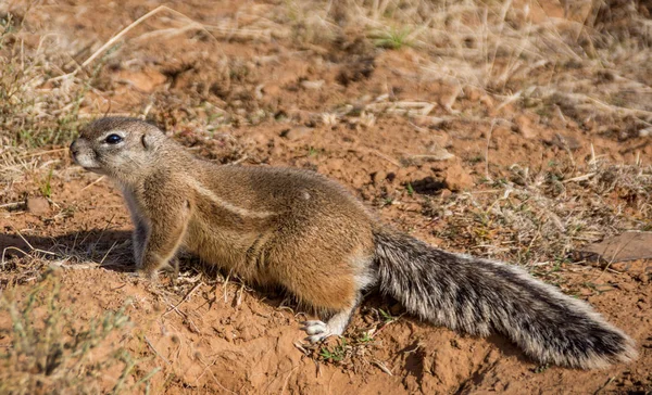 南部アフリカの草原における採餌アフリカの地上リス — ストック写真