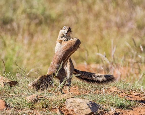 Para Młodych Afryki Wiewiórkami Grając Południowej Afrykańskiej Sawanny — Zdjęcie stockowe