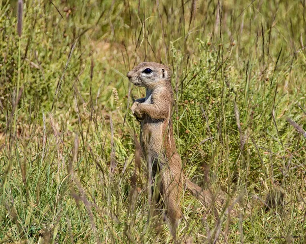 African Ground Squirrel in grass in Southern African savanna