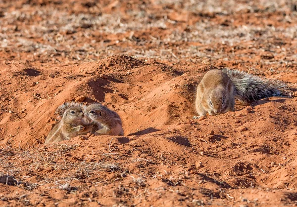 Afrikanska Ground Ekorrar Södra Afrikanska Savannen — Stockfoto