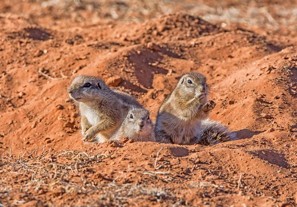 African Ground Squirrels Southern African Savanna — Stock Photo, Image
