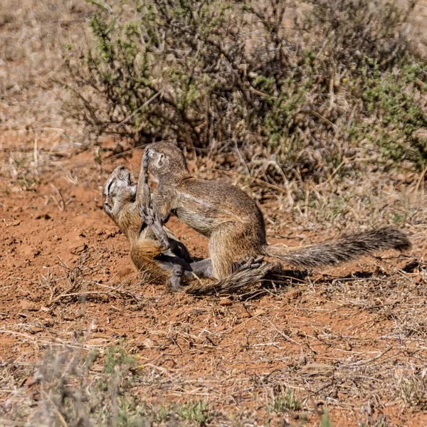 Young African Ground Squirrels Bermain — Stok Foto
