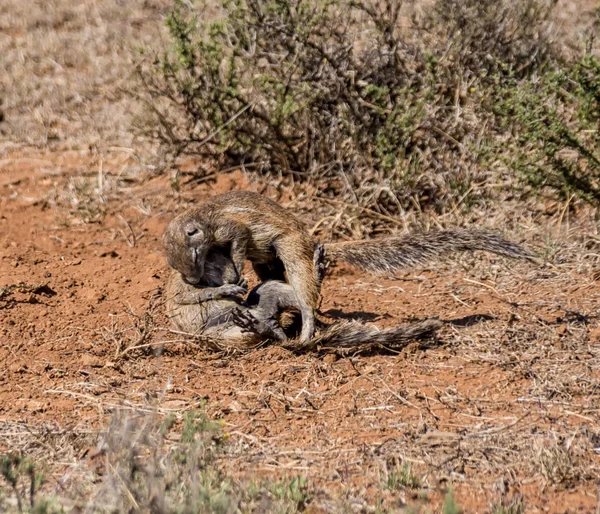 Par Unga Afrikanska Ground Ekorrar Spela Södra Afrikanska Savannen — Stockfoto