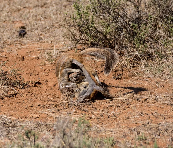 Paar Van Jonge Afrikaanse Grondeekhoorns Spelen Zuid Afrikaanse Savanne — Stockfoto