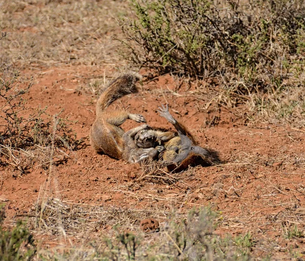 Giovani Scoiattoli Terra Africani Che Giocano — Foto Stock