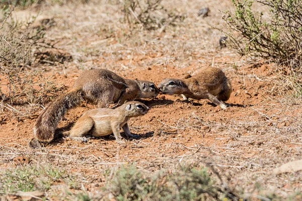 Écureuils Terrestres Africains Dans Savane Afrique Australe — Photo
