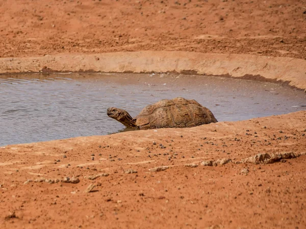 Leopardsköldpadda Får Dricka Vid Vattenhål Södra Afrikanska Savannen — Stockfoto